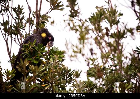 Le cafard noir à queue jaune (Calyptorhynchus funereus) Banque D'Images