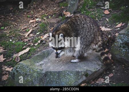 Raton d'Amérique du Nord ou California Racoon debout sur un rocher et à la recherche de nourriture Banque D'Images