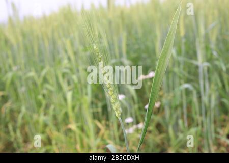 Green Young Wheat Field Le Sunny Day Banque D'Images