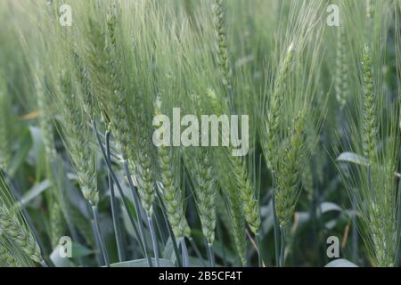 Champ de blé jeune. Champ de blé jeune Banque D'Images