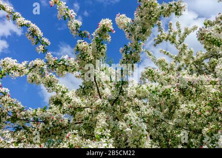 Arbre de printemps en fleurs, arbre de pommier fleurit contre le ciel bleu en journée ensoleillée Banque D'Images