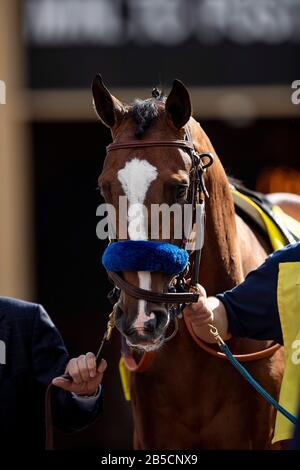 Arcadia, Californie, États-Unis. 7 mars 2020. Mar 07: Authentique avant les San Felipe Stakes au parc Santa Anita à Arcadia, Californie, le 7 mars 2020. Evers/Eclipse Sportswire/Csm/Alay Live News Banque D'Images