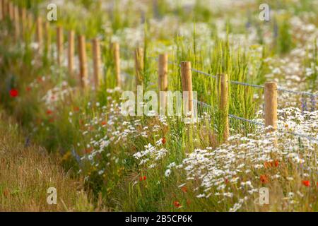 Magnifique prairie de fleurs bordée d'une clôture rustique en bois au printemps à Norfolk au Royaume-Uni. Faible profondeur d'effet de champ Banque D'Images