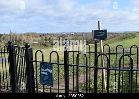 Pacage de moutons dans le parc Campbell, dans le centre de Milton Keynes. Banque D'Images