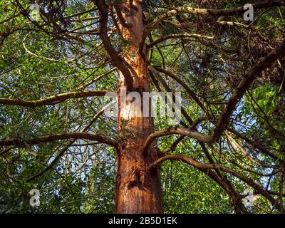 L'écorce et les branches d'un vieux arbre dans un bois qui capture la lumière du soleil d'hiver Banque D'Images