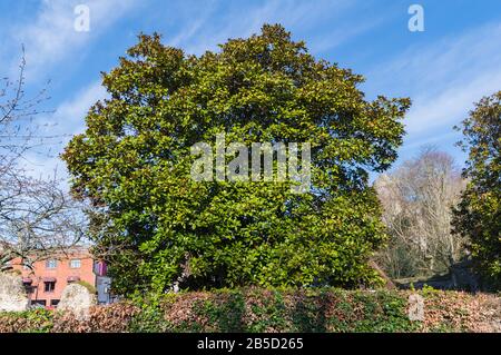 Magnolia grandiflora (arbre de magnolia du Sud ou arbre de baie de taureau) arbre vert-vert qui grandit au début du printemps dans le West Sussex, Angleterre, Royaume-Uni. Banque D'Images