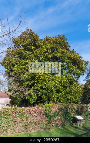 Magnolia grandiflora (arbre de magnolia du Sud ou arbre de baie de taureau) arbre vert-vert qui grandit au début du printemps dans le West Sussex, Angleterre, Royaume-Uni. Banque D'Images