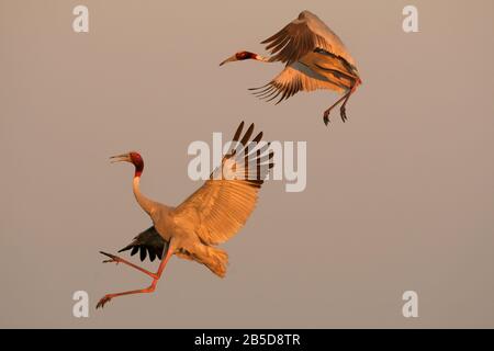 Grue Sarus (Antigone antigone) en vol à Kheda, Gujarat, Inde Banque D'Images