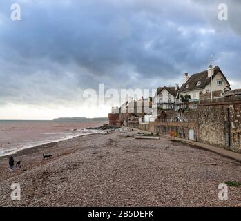Marcher les chiens le long de la plage de galets à l'extrémité ouest de Sidmouth Devon en mars. De jolies maisons en chaume donnent sur la Manche depuis le haut Banque D'Images