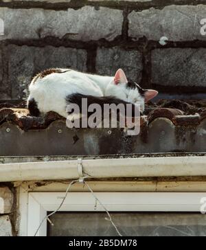 Chat noir et blanc dormant au soleil sur un toit au-dessus d'une fenêtre, Bristol, Angleterre Banque D'Images