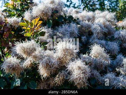 Cocinus coggygria 'Lisjo' fleurit en automne en Pologne. Banque D'Images