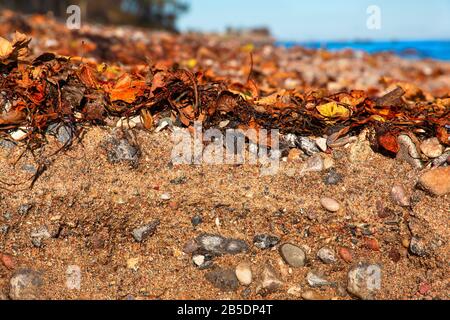 Un sol de plage formé de pierres de galets et de sable sur l'île de Fehmarn en mer Baltique Banque D'Images