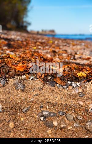 Un sol de plage formé de pierres de galets et de sable sur l'île de Fehmarn en mer Baltique Banque D'Images