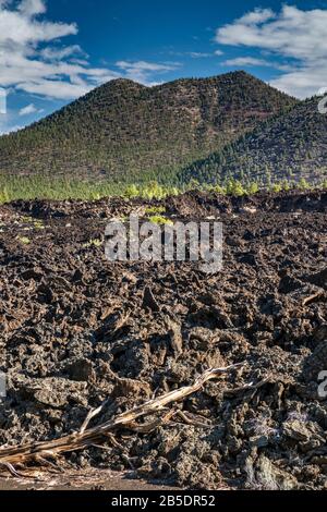 O'Leary sur pic Bonito Lava Flow, Sunset Crater Volcano National Monument, Arizona, USA Banque D'Images