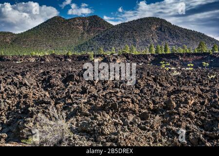 O'Leary sur pic Bonito Lava Flow, Sunset Crater Volcano National Monument, Arizona, USA Banque D'Images