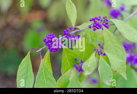 Baies de Callicarpa bodinieri en automne. Gros plan, mise au point sélective. CopySpace pour le texte. Banque D'Images