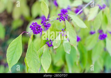 Baies de Callicarpa bodinieri en automne. Gros plan, mise au point sélective. CopySpace pour le texte. Banque D'Images