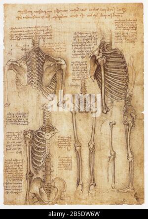 Léonard de Vinci. Squelette du tronc et des jambes. 1509-1510 Banque D'Images