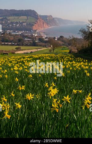 Des jonquilles sur Peak Hill, Sidmouth, Devon, Royaume-Uni, ont été plantées dans le cadre du Projet Million D'Ampoules inspiré par un legs de Keith Owen. Banque D'Images