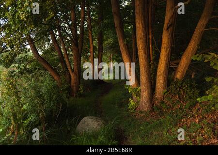 Sentier Autour Du Lac Mustin, Village De Mustin, Comté De Lauenburg, Schleswig-Holstein, Allemagne Du Nord, Europe Centrale Banque D'Images