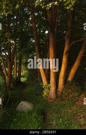 Sentier Autour Du Lac Mustin, Village De Mustin, Comté De Lauenburg, Schleswig-Holstein, Allemagne Du Nord, Europe Centrale Banque D'Images