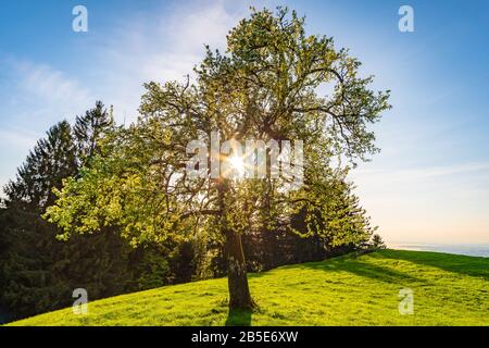 Magnifique randonnée jusqu'au point de vue sur le Pfänder sur le lac de Constance Banque D'Images