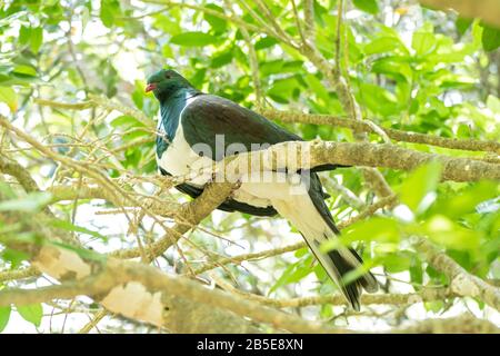 Pigeon de Nouvelle-Zélande, Hemiphaga novaeseelandiae, adulte perché dans l'arbre, Nouvelle-Zélande Banque D'Images