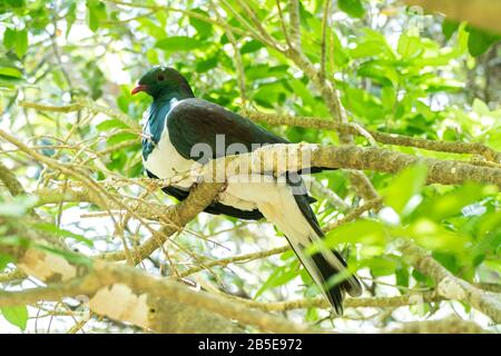 Pigeon de Nouvelle-Zélande, Hemiphaga novaeseelandiae, adulte perché dans l'arbre, Nouvelle-Zélande Banque D'Images