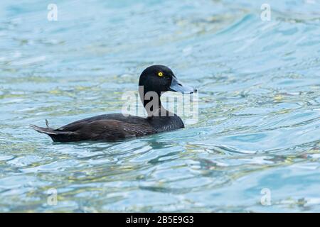 New Zealand scaup, Aythya novaeseelandiae, adulte mâle nageant sur le lac, Queenstown, Nouvelle-Zélande Banque D'Images