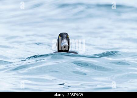 New Zealand scaup, Aythya novaeseelandiae, adulte mâle nageant sur le lac, Queenstown, Nouvelle-Zélande Banque D'Images