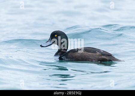 New Zealand scaup, Aythya novaeseelandiae adulte mâle nageant sur le lac, Queenstown, Nouvelle-Zélande Banque D'Images