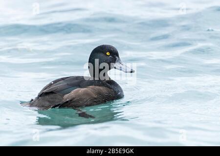 New Zealand scaup, Aythya novaeseelandiae, adulte mâle nageant sur le lac, Queenstown, Nouvelle-Zélande Banque D'Images