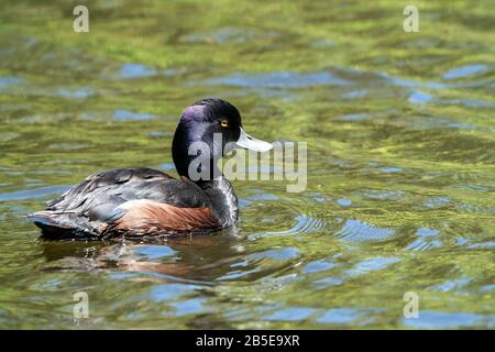 New Zealand scaup, Aythya novaeseelandiae, adulte mâle nageant en mer, Nouvelle-Zélande Banque D'Images