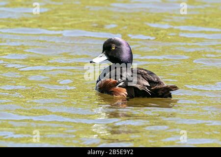 New Zealand scaup, Aythya novaeseelandiae, adulte mâle nageant en mer, Nouvelle-Zélande Banque D'Images