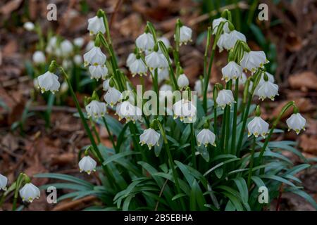 Leucojum vernum, fleurs de flocon de neige printanière fleuries Banque D'Images