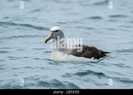 Albatros des hï, Thalassarche cauta, alimentation des adultes en mer, Kaikoura, Île du Sud, Nouvelle-Zélande Banque D'Images