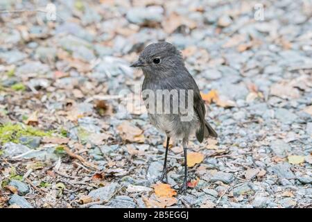 South Island Robin, Petroca australie, adulte debout sur le plancher forestier, Nouvelle-Zélande Banque D'Images