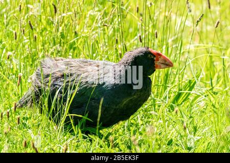 South Island takahe, Porphyrio hochstetteri, adulte en herbe, Nouvelle-Zélande Banque D'Images