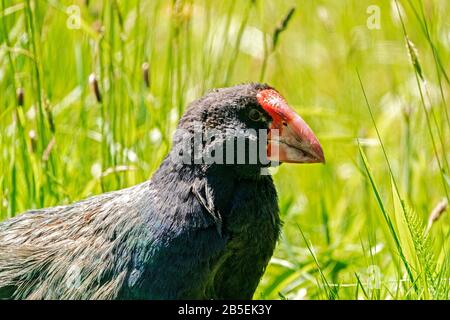 South Island takahe, Porphyrio hochstetteri, adulte en herbe, Nouvelle-Zélande Banque D'Images