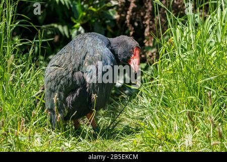 South Island takahe, Porphyrio hochstetteri, adulte en herbe, Nouvelle-Zélande Banque D'Images