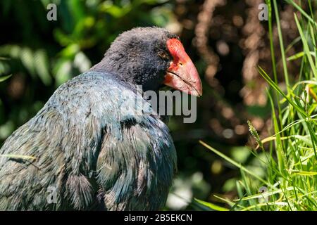 South Island takahe, Porphyrio hochstetteri, adulte en herbe, Nouvelle-Zélande Banque D'Images