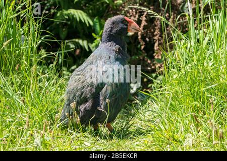 South Island takahe, Porphyrio hochstetteri, adulte en herbe, Nouvelle-Zélande Banque D'Images