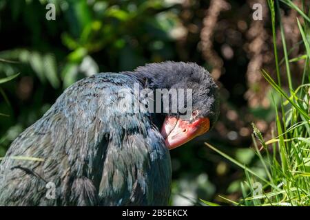 South Island takahe, Porphyrio hochstetteri, adulte en herbe, Nouvelle-Zélande Banque D'Images