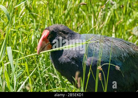 South Island takahe, Porphyrio hochstetteri, adulte en herbe, Nouvelle-Zélande Banque D'Images