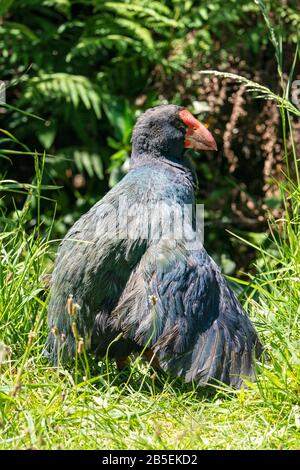 South Island takahe, Porphyrio hochstetteri, adulte en herbe, Nouvelle-Zélande Banque D'Images