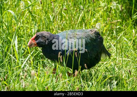 South Island takahe, Porphyrio hochstetteri, adulte en herbe, Nouvelle-Zélande Banque D'Images