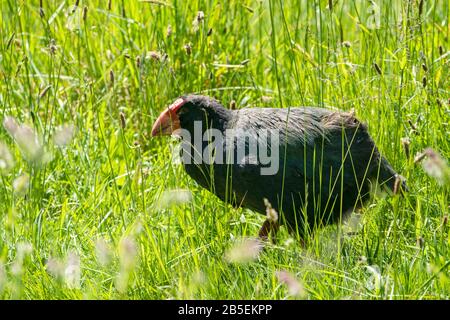 South Island takahe, Porphyrio hochstetteri, adulte en herbe, Nouvelle-Zélande Banque D'Images