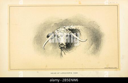 Longhorn Cow de Cattle et de l'agriculture laitière. Publié en 1887 par Govt. Imprimer. OFF. À Washington. États-Unis. Bureau Du Commerce Extérieur (1854-1903) Banque D'Images