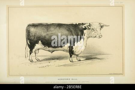 Hereford Buldes bovins et de l'élevage laitier. Publié en 1887 par Govt. Imprimer. OFF. À Washington. États-Unis. Bureau Du Commerce Extérieur (1854-1903) Banque D'Images
