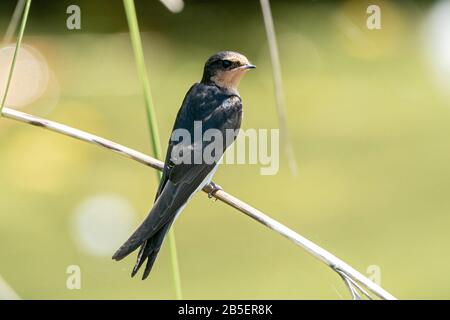 Déglutissez de bienvenue, Hirundo neoxena, adulte perché dans remedbed, Nouvelle-Zélande Banque D'Images